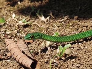 ラセルバで観察したヘビ